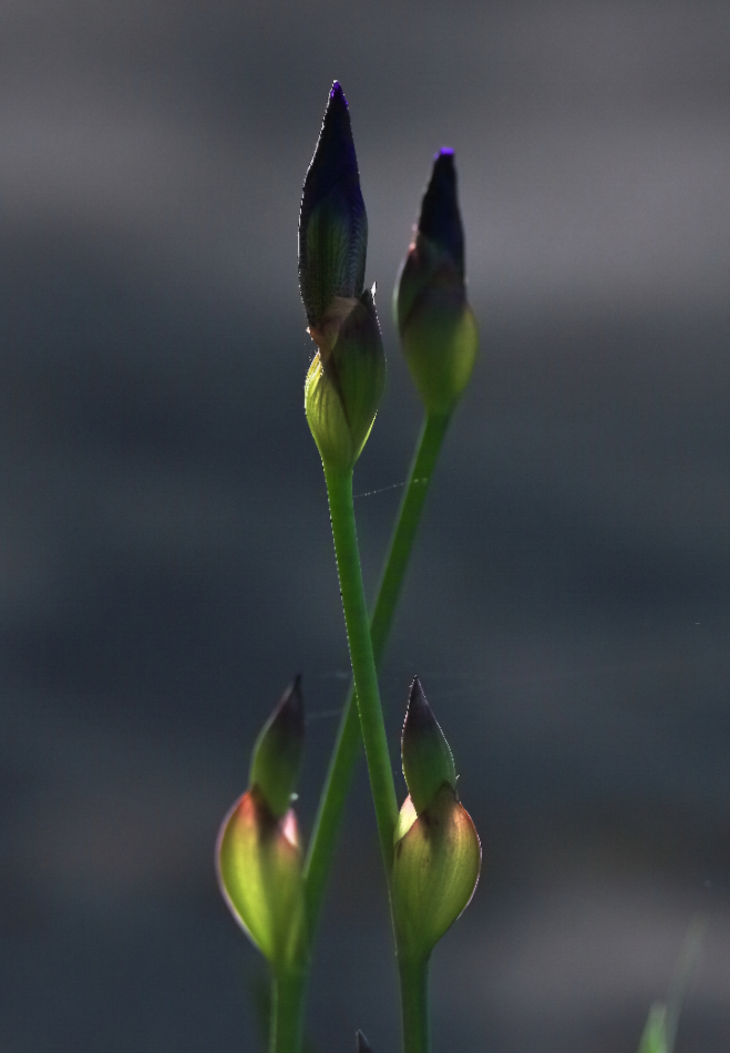 2015 05 10 HTP 000051654e